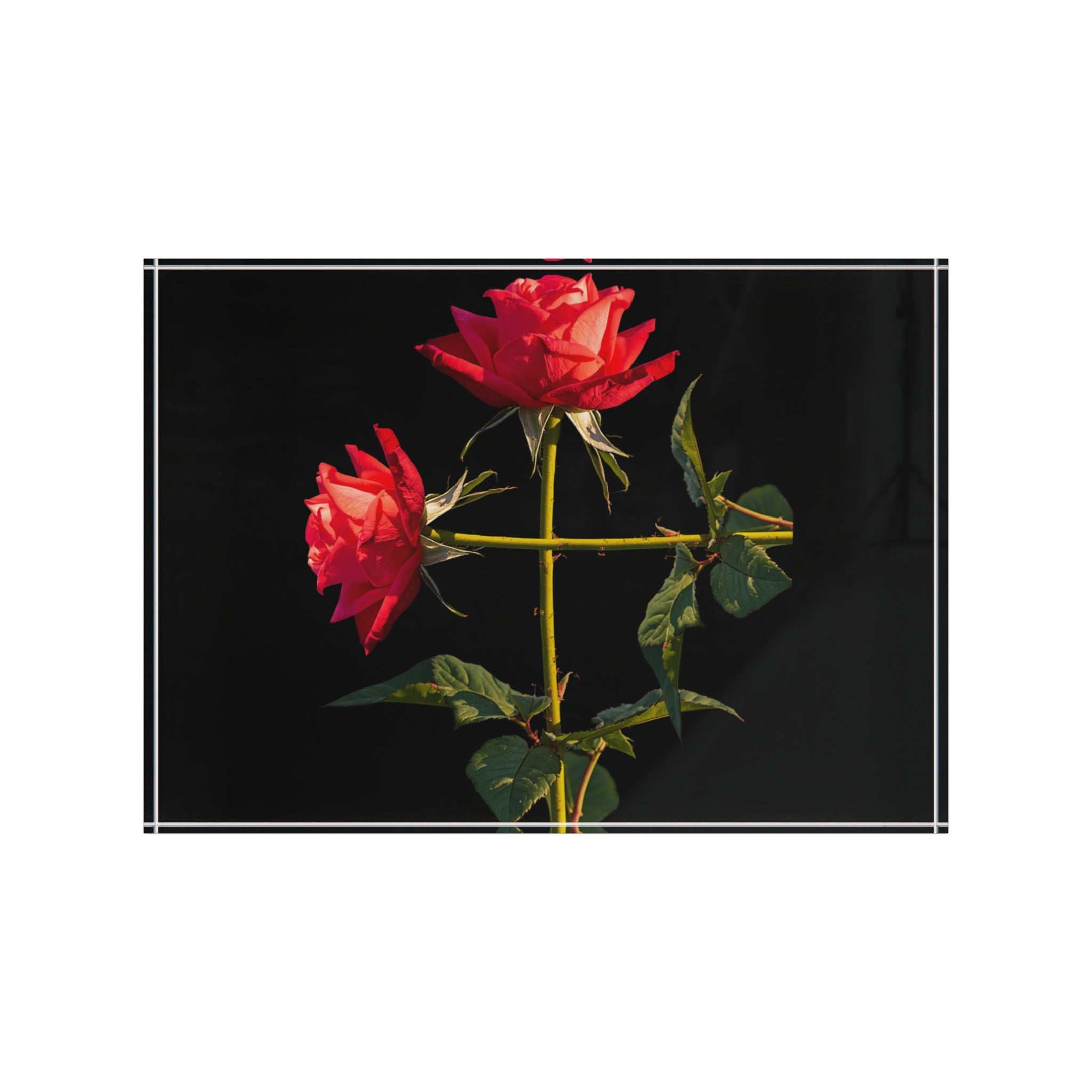 Cross Form Red Roses, Black Photo Block